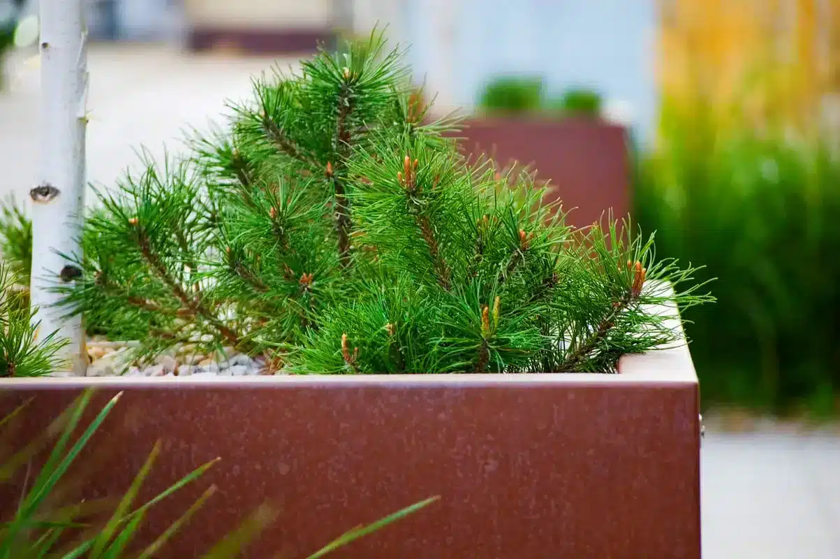 bordure en acier corten pour l'aménagement de jardin